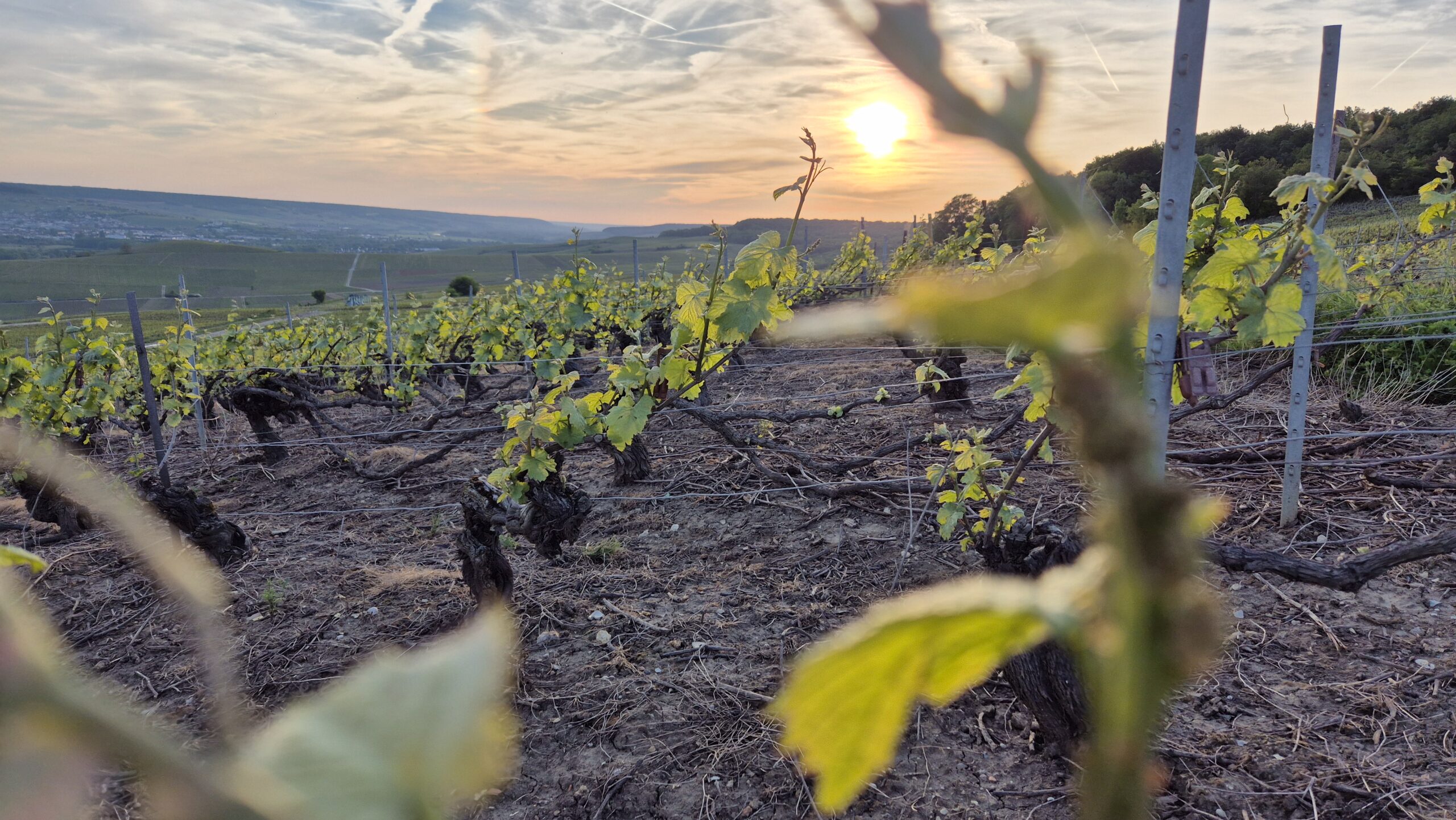 la maison Pommery